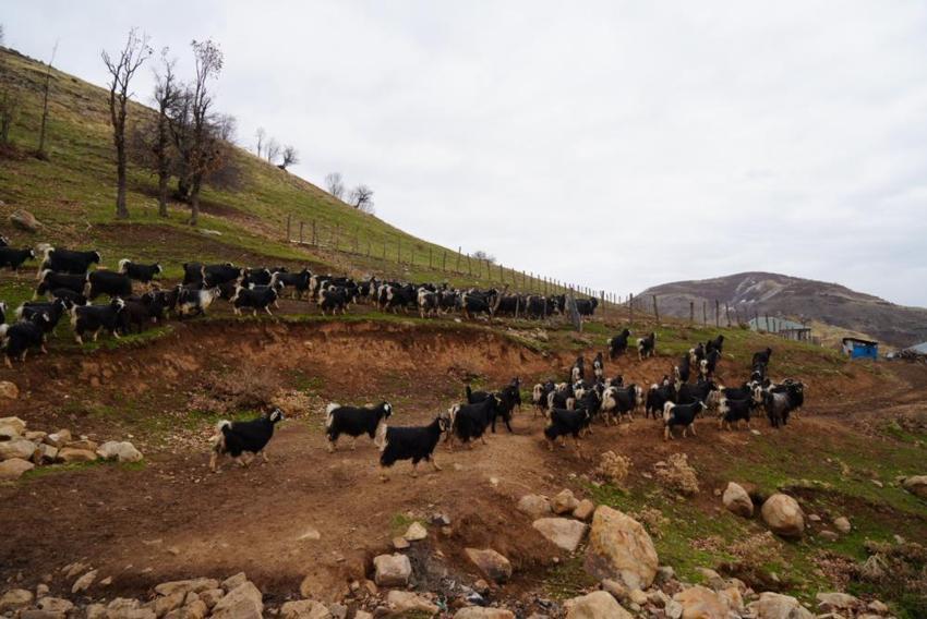 Kış kapıda, kazanlar kuruldu! Muş'ta imece usulü kavurma telaşı başladı: Gelenek yıllardır bozulmuyor