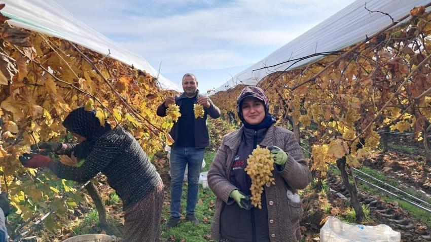 Yeni yıl üzümleri kesilmeye başladı! Talep yağıyor: Kilosu 50 lira