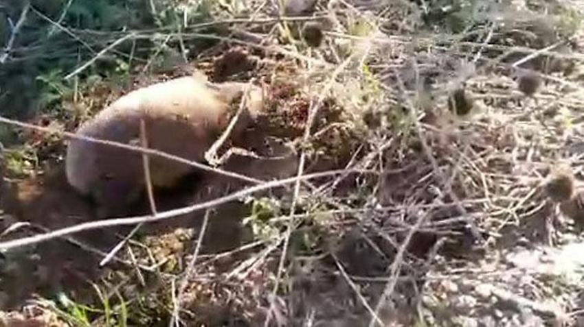 Yer altının gizemli canlısı Manisa Salihli’de ortaya çıktı