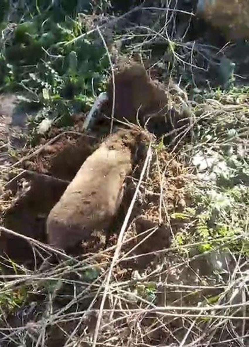 Yer altının gizemli canlısı Manisa Salihli’de ortaya çıktı
