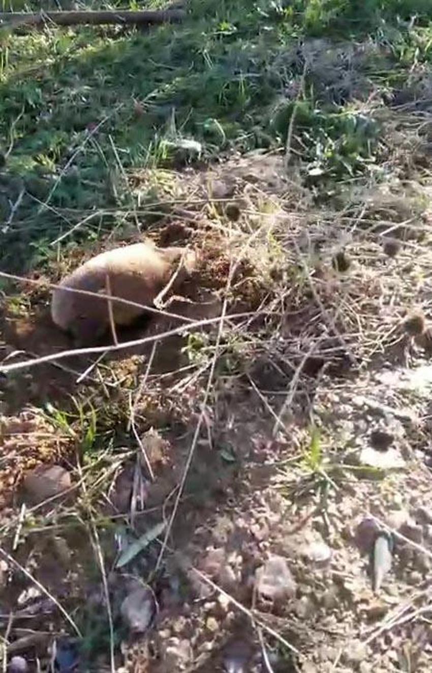 Yer altının gizemli canlısı Manisa Salihli’de ortaya çıktı