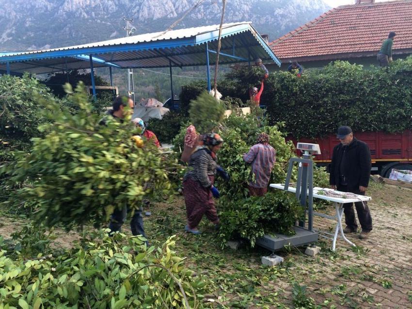 Antalya'da fiyatı köy meydanına belirlendi: Köylünün gelir kapısı, kendiliğinden yetişiyor!