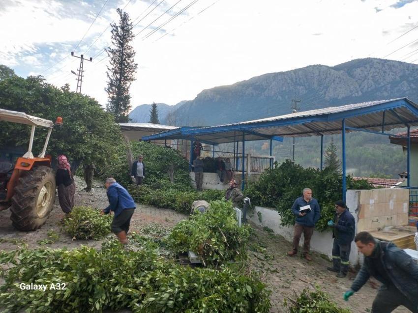 Antalya'da fiyatı köy meydanına belirlendi: Köylünün gelir kapısı, kendiliğinden yetişiyor!