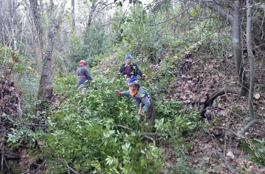 Antalya'da fiyatı köy meydanına belirlendi: Köylünün gelir kapısı, kendiliğinden yetişiyor!
