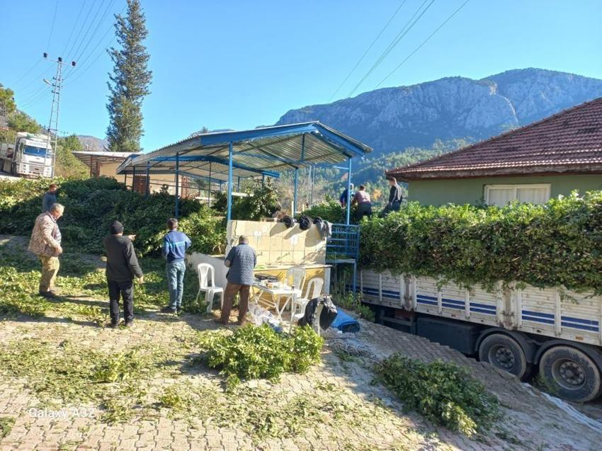 Antalya'da fiyatı köy meydanına belirlendi: Köylünün gelir kapısı, kendiliğinden yetişiyor!