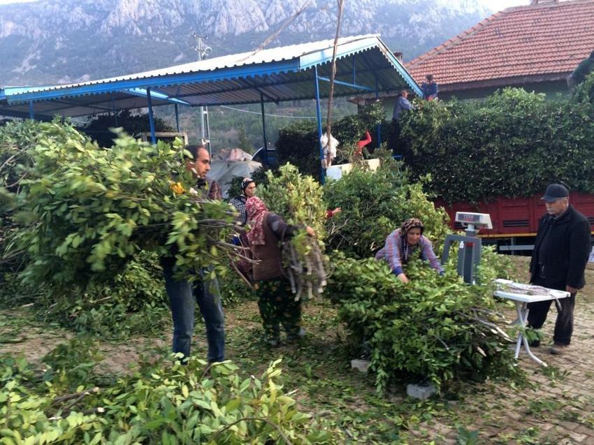 Antalya'da fiyatı köy meydanına belirlendi: Köylünün gelir kapısı, kendiliğinden yetişiyor!