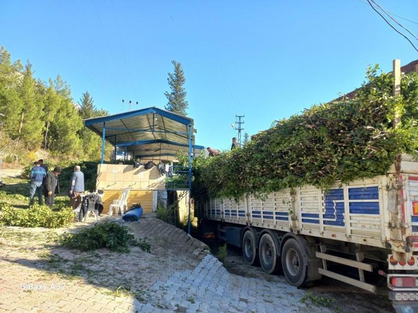 Antalya'da fiyatı köy meydanına belirlendi: Köylünün gelir kapısı, kendiliğinden yetişiyor!