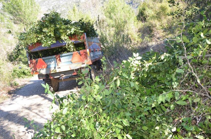 Antalya'da fiyatı köy meydanına belirlendi: Köylünün gelir kapısı, kendiliğinden yetişiyor!