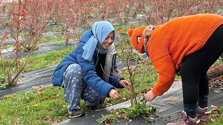 Bursalı kadınlar bir mahallenin kaderini değiştirdi! Şehri terk edip devasa arazilerde üretime başladılar