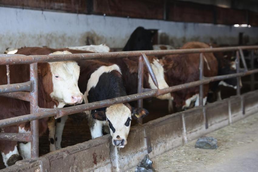 Elazığlı köylünün çiftlik projesi tuttu! Kırmızı et üretirken ücretsiz hale getirdi