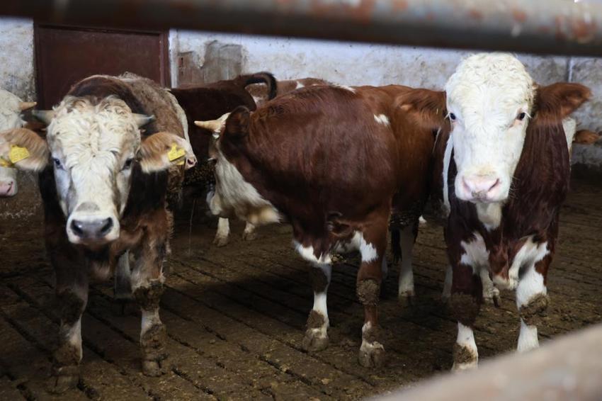 Elazığlı köylünün çiftlik projesi tuttu! Kırmızı et üretirken ücretsiz hale getirdi