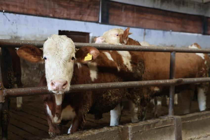 Elazığlı köylünün çiftlik projesi tuttu! Kırmızı et üretirken ücretsiz hale getirdi