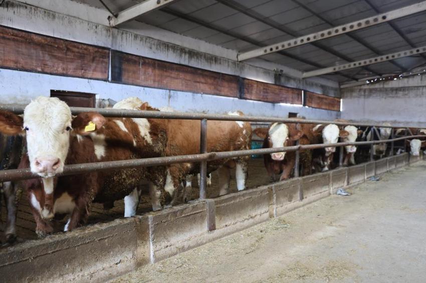 Elazığlı köylünün çiftlik projesi tuttu! Kırmızı et üretirken ücretsiz hale getirdi