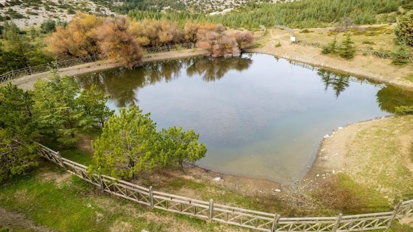 Manisa ve İzmir arasında görüldü! Bölgede yaşayanlar hayrete düştü: Onlarca yıldan sonra ilk