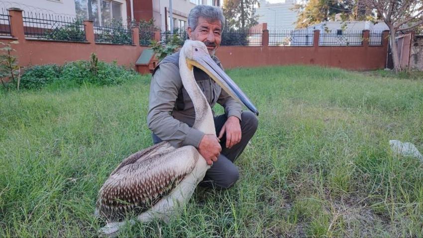 Avcı kuşların saldırısından kurtarılmıştı... Kendisini iyileştiren görevliyle öyle bir bağ kurdu ki! Yaralı pelikan ile kurtarıcısı arasındaki bağ herkesi duygulandırdı