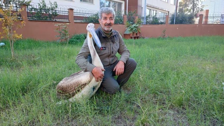Avcı kuşların saldırısından kurtarılmıştı... Kendisini iyileştiren görevliyle öyle bir bağ kurdu ki! Yaralı pelikan ile kurtarıcısı arasındaki bağ herkesi duygulandırdı