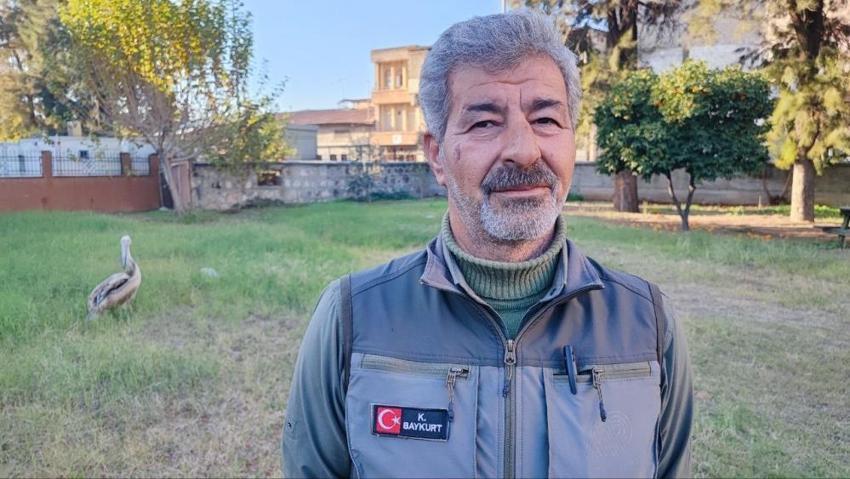Avcı kuşların saldırısından kurtarılmıştı... Kendisini iyileştiren görevliyle öyle bir bağ kurdu ki! Yaralı pelikan ile kurtarıcısı arasındaki bağ herkesi duygulandırdı