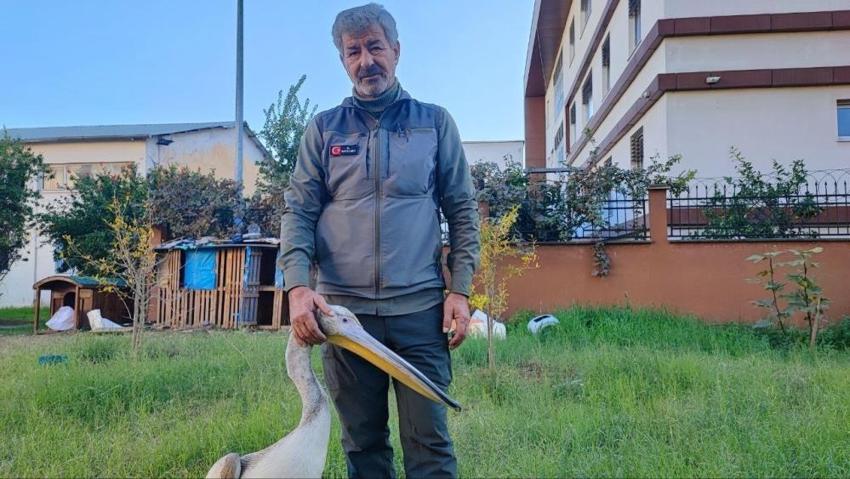 Avcı kuşların saldırısından kurtarılmıştı... Kendisini iyileştiren görevliyle öyle bir bağ kurdu ki! Yaralı pelikan ile kurtarıcısı arasındaki bağ herkesi duygulandırdı