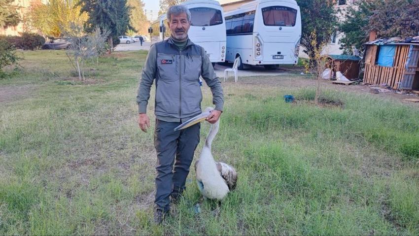 Avcı kuşların saldırısından kurtarılmıştı... Kendisini iyileştiren görevliyle öyle bir bağ kurdu ki! Yaralı pelikan ile kurtarıcısı arasındaki bağ herkesi duygulandırdı