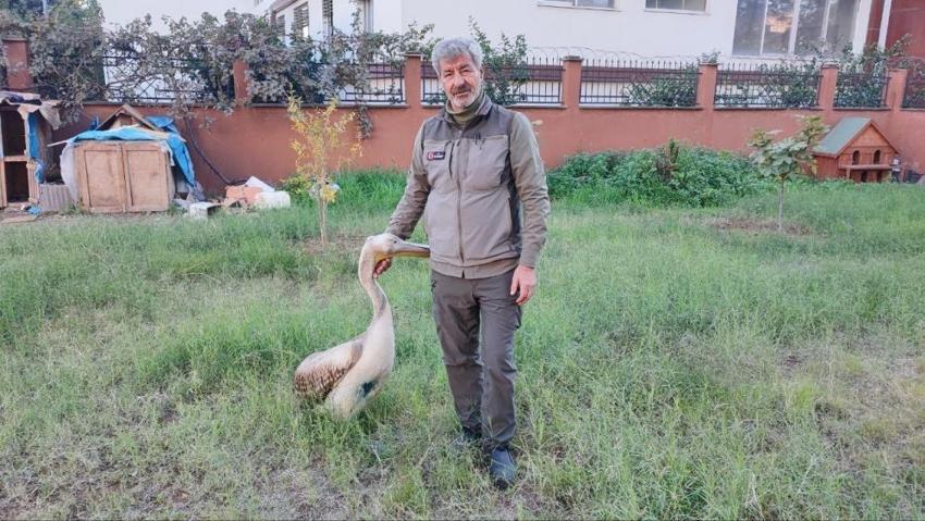 Avcı kuşların saldırısından kurtarılmıştı... Kendisini iyileştiren görevliyle öyle bir bağ kurdu ki! Yaralı pelikan ile kurtarıcısı arasındaki bağ herkesi duygulandırdı