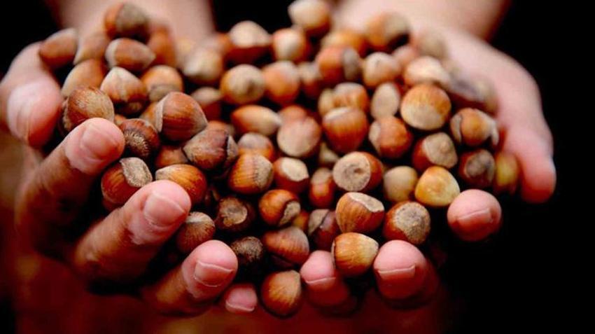 Giresunlu üretici satmayınca fiyatlar yükselişe geçti! 265 liradan alıcı buluyor