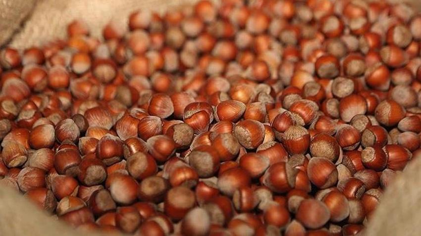 Giresunlu üretici satmayınca fiyatlar yükselişe geçti! 265 liradan alıcı buluyor