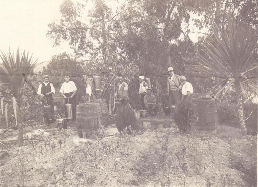 Rize'de kayıtlara geçti: İlk çay üretiminin tarihi ortaya çıktı! Bir memurun arşivinde bulundu