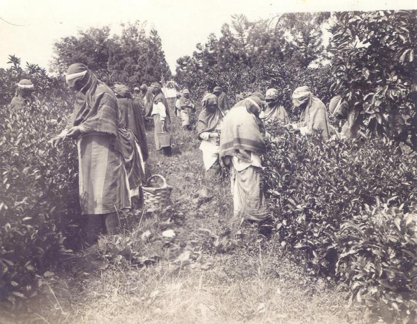 Rize'de kayıtlara geçti: İlk çay üretiminin tarihi ortaya çıktı! Bir memurun arşivinde bulundu