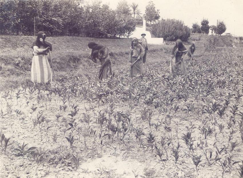 Rize'de kayıtlara geçti: İlk çay üretiminin tarihi ortaya çıktı! Bir memurun arşivinde bulundu