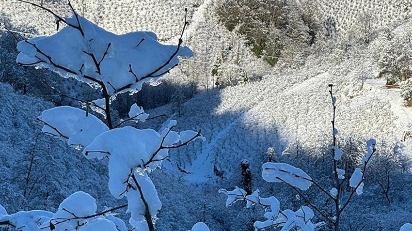 Ordu'da yağan kar fındık ağaçlarına şifa oldu! '500 ile 1000 saat arasında soğuklama dönemi gerekiyor'