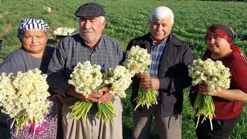 Mersin'de alternatif ürün olarak ekildi, üreticinin yeni gözdesi oldu! Siparişlere yetişemiyorlar