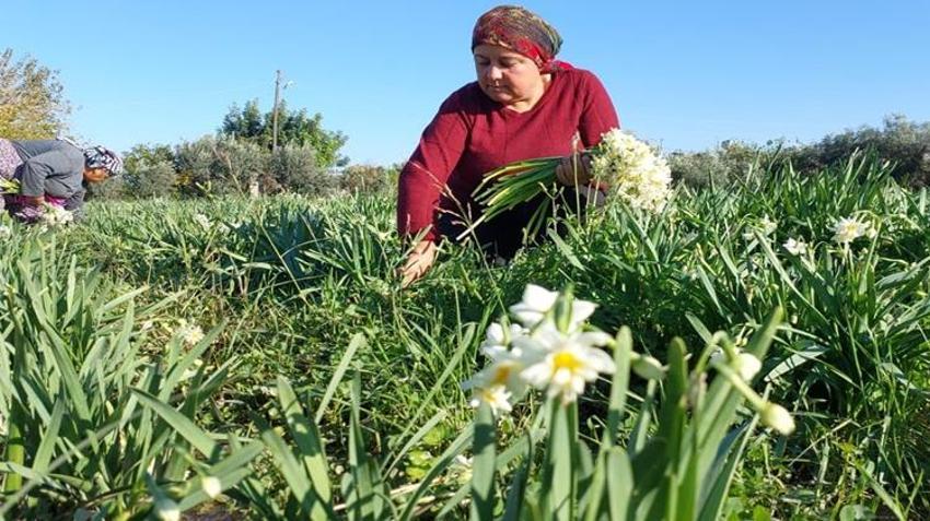 Mersin'de alternatif ürün olarak ekildi, üreticinin yeni gözdesi oldu! Siparişlere yetişemiyorlar