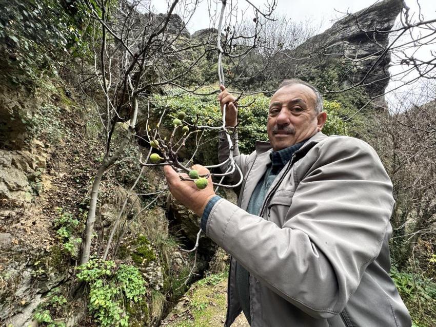 Görenler gözlerine inanamadı! Safranbolu'da aralık ayında incir ağacı meyve verdi