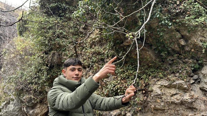 Görenler gözlerine inanamadı! Safranbolu'da aralık ayında incir ağacı meyve verdi