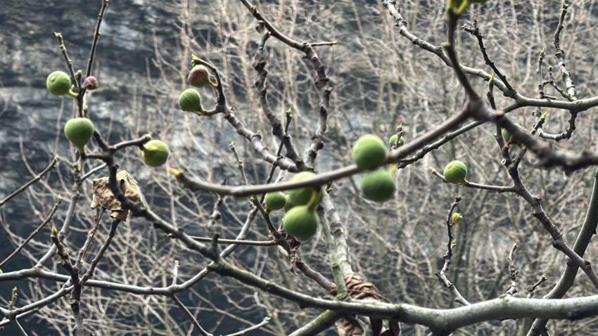 Görenler gözlerine inanamadı! Safranbolu'da aralık ayında incir ağacı meyve verdi