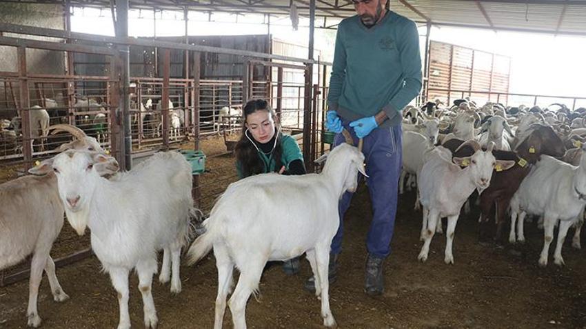 Veteriner hekim oldu, köyüne döndü: Babasından kalan mirasa gözü gibi bakıyor! Devlet desteğiyle kurduğu çiftlikte şimdi siparişlere yetişemiyor!