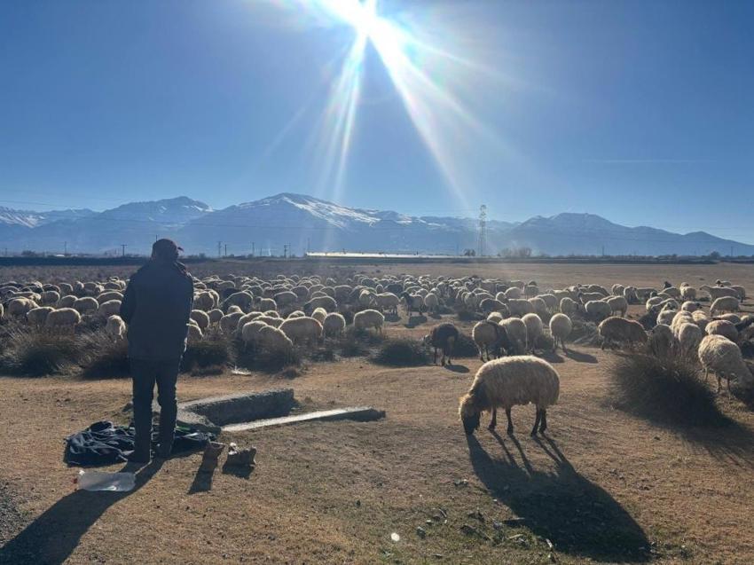 Erzincan'da Aralık ayının son günlerinde alışılmadık durum! Çiftçi için kar yoksa tasarruf var