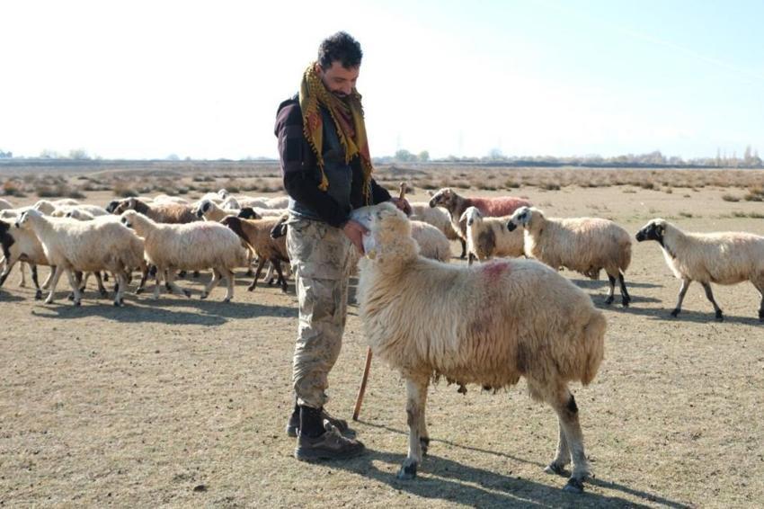 Erzincan'da Aralık ayının son günlerinde alışılmadık durum! Çiftçi için kar yoksa tasarruf var