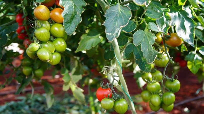 Üniversite öğrencileri üretiyor! Talep yüksek, ürünler hızla tükeniyor