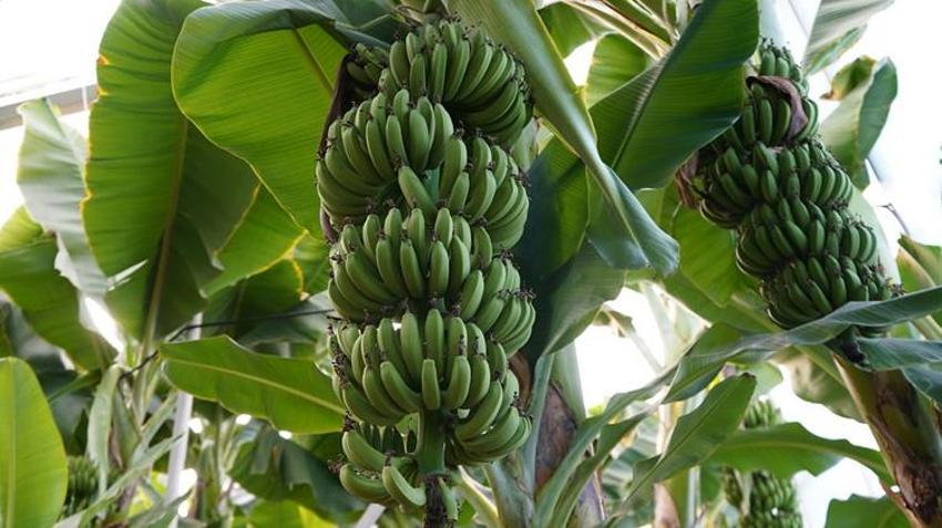 Üniversite öğrencileri üretiyor! Talep yüksek, ürünler hızla tükeniyor