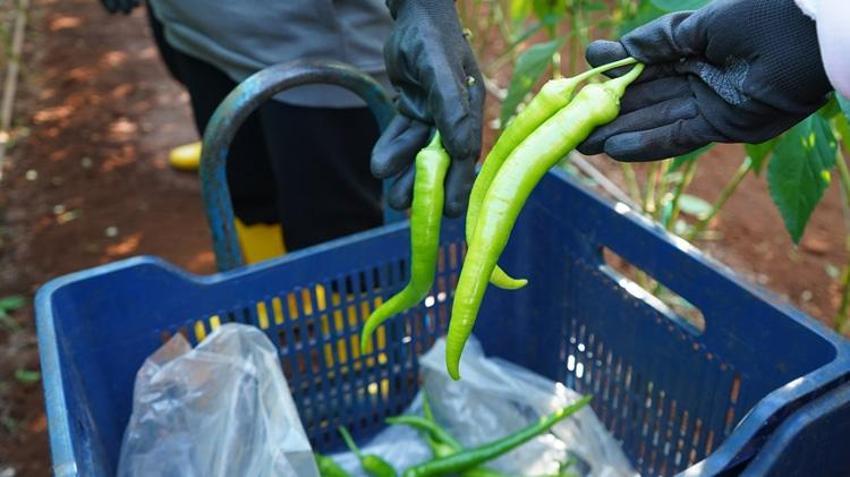 Üniversite öğrencileri üretiyor! Talep yüksek, ürünler hızla tükeniyor
