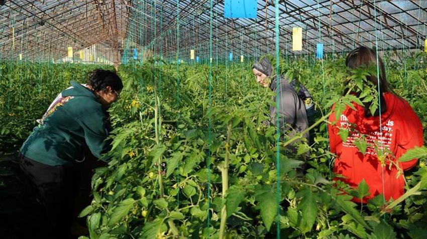 Üniversite öğrencileri üretiyor! Talep yüksek, ürünler hızla tükeniyor