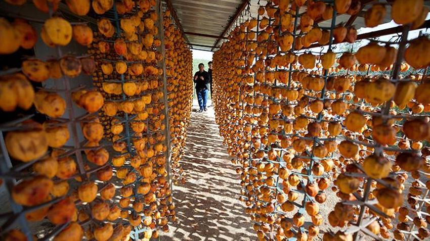 Sosyal medyada paylaştılar, Osmaniye'de 10 dönümlük bahçeden Türkiye'nin dört bir yanına gönderiyorlar! Dededen kalan mirasla hayatları değişti