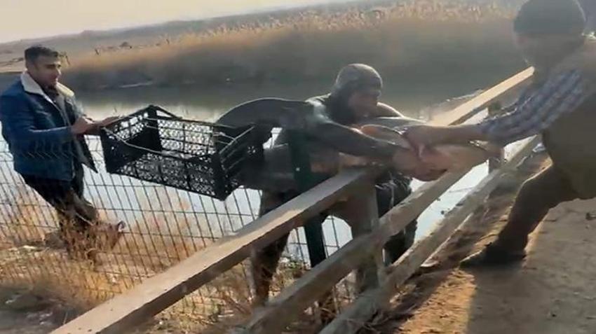 Iğdırlı amatör balıkçı görenleri hayrete düşürüyor! Nefesini tutup eliyle yakalıyor