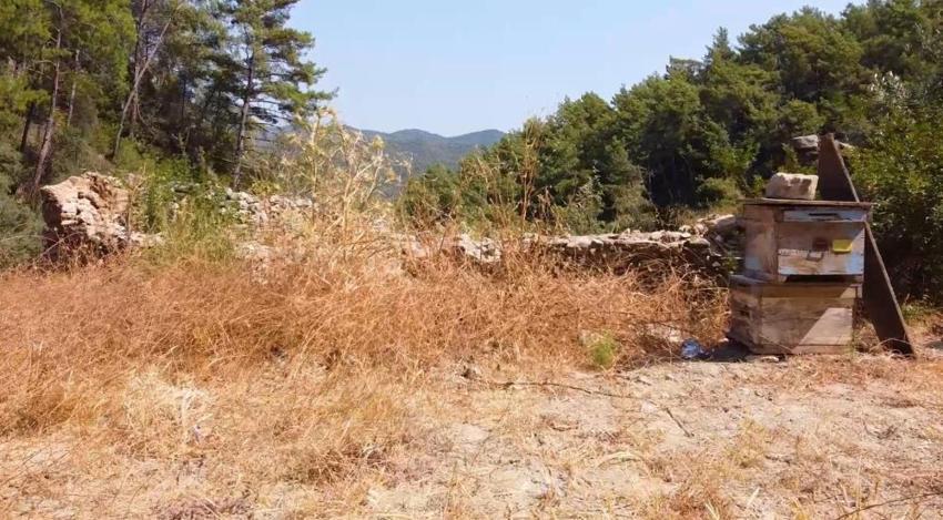 Muğla'da 'Bal Ormanları' için tarihi restorasyon başladı! 1970'lerde terk edilen sistem arıcılığı kurtarmaya geliyor