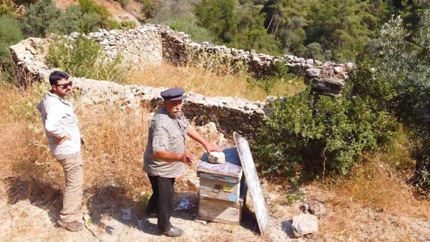 Muğla'da 'Bal Ormanları' için tarihi restorasyon başladı! 1970'lerde terk edilen sistem arıcılığı kurtarmaya geliyor