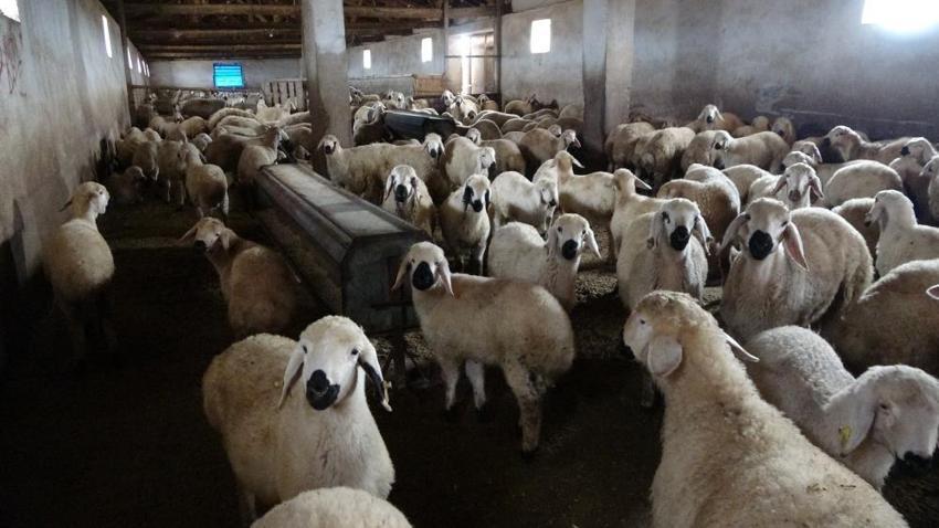 Yozgat'ta babasıyla tartıştı, sonra hayatı değişti! Krediyle başladığı işle servet sahibi oldu