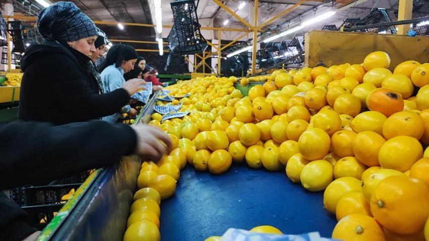 Yeni yıl öncesi Adana’da 'narenciye' seferberliği! Rusya ve Avrupa’dan dev sipariş