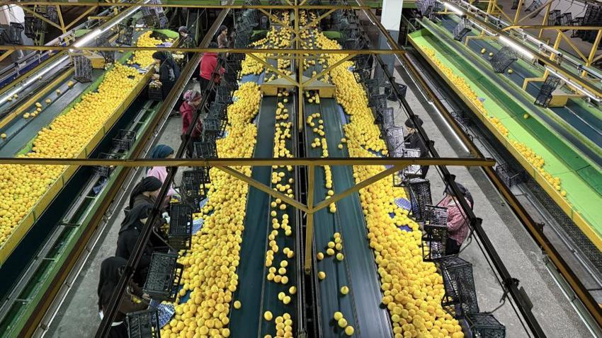 Yeni yıl öncesi Adana’da 'narenciye' seferberliği! Rusya ve Avrupa’dan dev sipariş