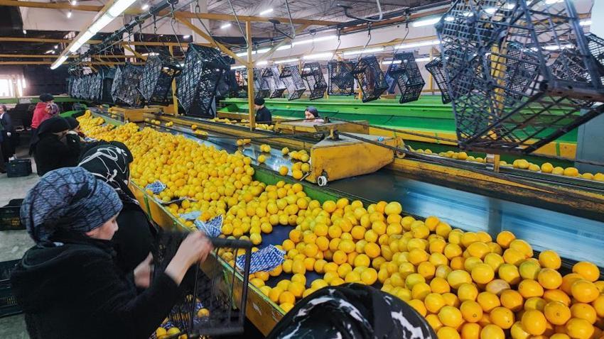 Yeni yıl öncesi Adana’da 'narenciye' seferberliği! Rusya ve Avrupa’dan dev sipariş